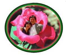 PINKrose2.jpg (30667 bytes)